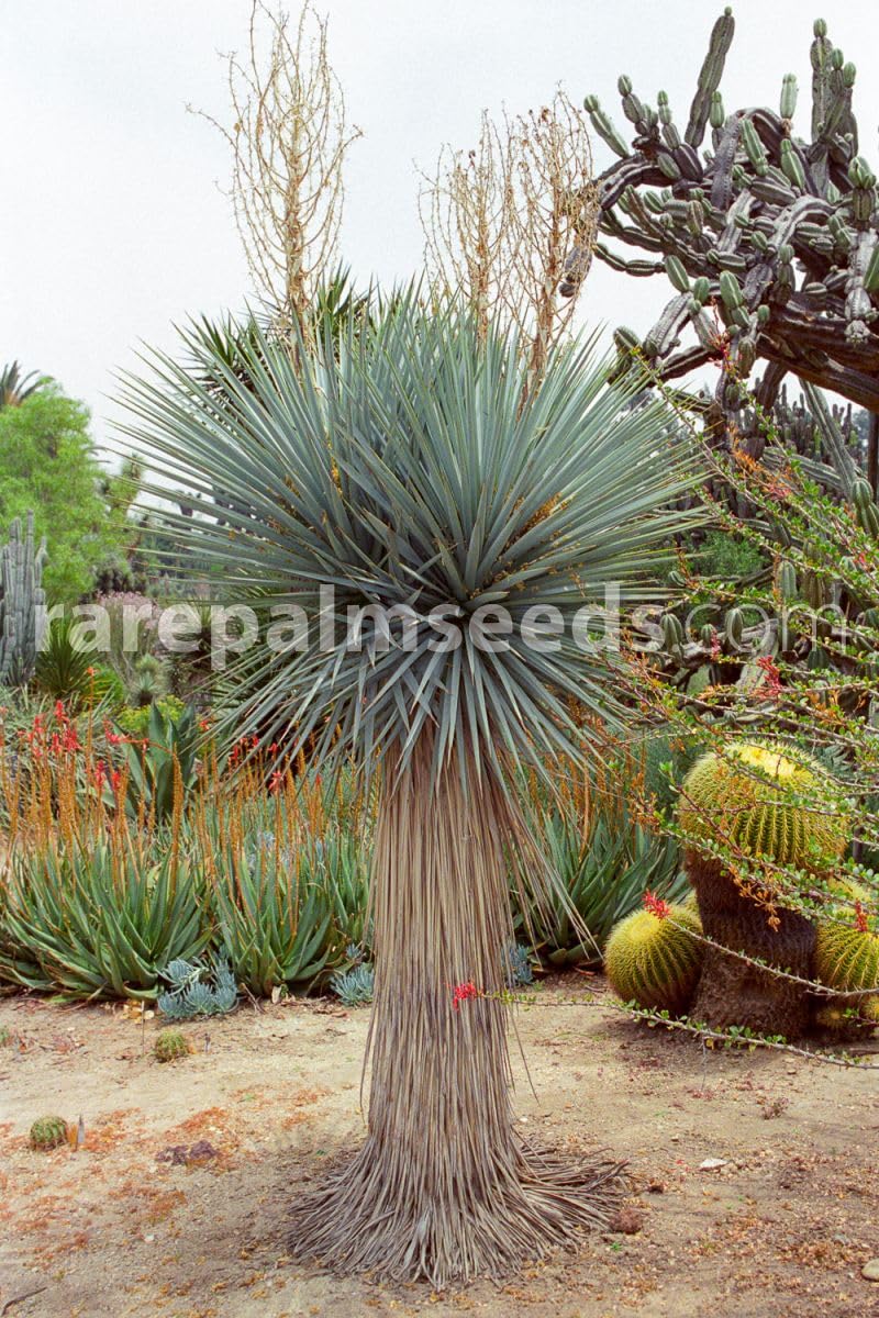 ゆっか Amazon.com : Blue Yucca Tree Seeds for Planting (10 Seeds